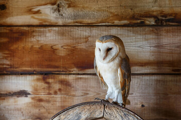 Barn owl (Tyto alba) sitting in an old barn in Gelderland in the Netherlands.