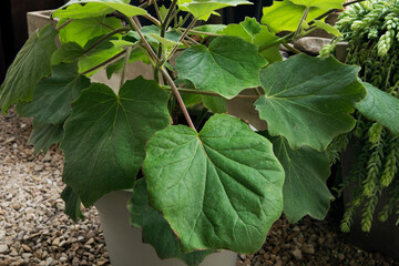 Tropical flora. Closeup view of a Senecio petasitis, also known as Velvet Groundsel, beautiful green leaves foliage and texture, growing in a pot in the urban garden. 