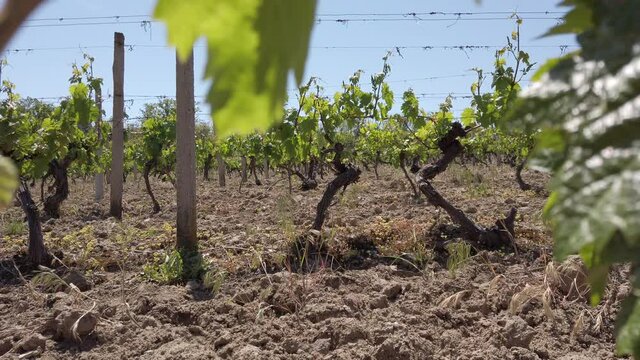 vineyard rows. grape trees in spring. low angle view, camera moving under trees