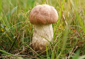 Small birch bolete (Scaber stalk / Leccinum scabrum) growing in forest grass