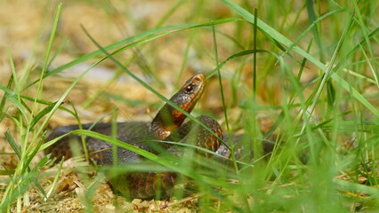 Young Vipera berus, the common European adder or common European viper, captured in Oka state...