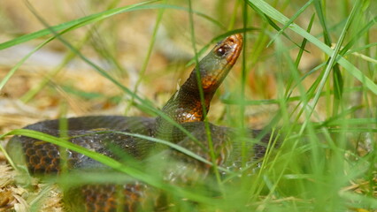 Young Vipera berus, the common European adder or common European viper, captured in Oka state...