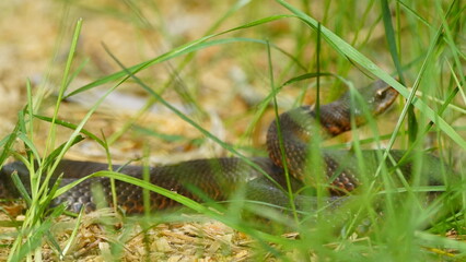Young Vipera berus, the common European adder or common European viper, captured in Oka state...