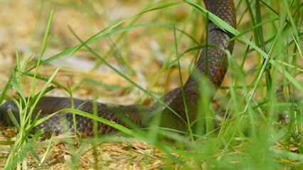 Young Vipera berus, the common European adder or common European viper, captured in Oka state...