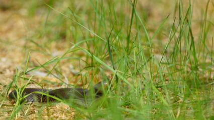 Young Vipera berus, the common European adder or common European viper, captured in Oka state reserve, Russia