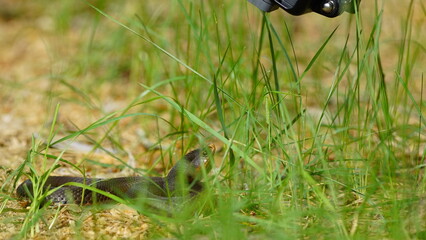 Young Vipera berus, the common European adder or common European viper, captured in Oka state reserve, Russia