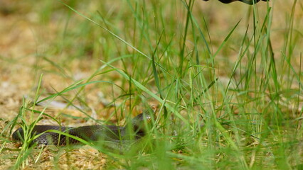 Naklejka na ściany i meble Young Vipera berus, the common European adder or common European viper, captured in Oka state reserve, Russia