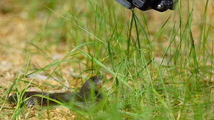Young Vipera berus, the common European adder or common European viper, captured in Oka state reserve, Russia