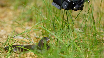 Young Vipera berus, the common European adder or common European viper, captured in Oka state...