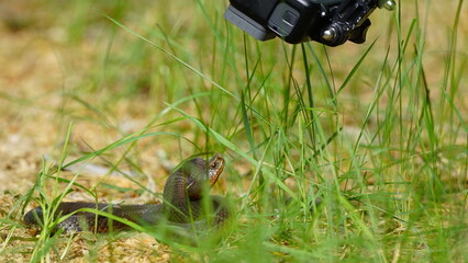 Young Vipera berus, the common European adder or common European viper, captured in Oka state reserve, Russia