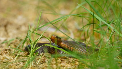 Young Vipera berus, the common European adder or common European viper, captured in Oka state reserve, Russia