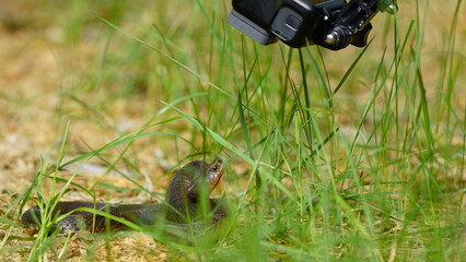 Young Vipera berus, the common European adder or common European viper, captured in Oka state...