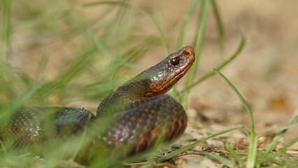 Young Vipera berus, the common European adder or common European viper, captured in Oka state reserve, Russia