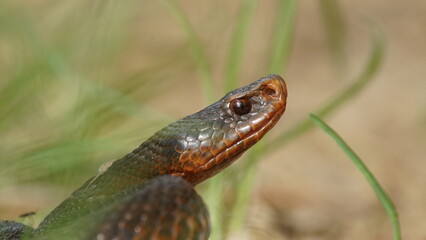Young Vipera berus, the common European adder or common European viper, captured in Oka state reserve, Russia