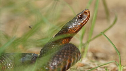 Young Vipera berus, the common European adder or common European viper, captured in Oka state reserve, Russia