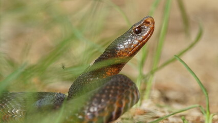 Young Vipera berus, the common European adder or common European viper, captured in Oka state reserve, Russia