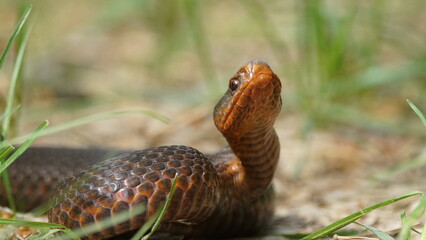Young Vipera berus, the common European adder or common European viper, captured in Oka state reserve, Russia