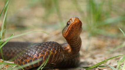 Young Vipera berus, the common European adder or common European viper, captured in Oka state reserve, Russia