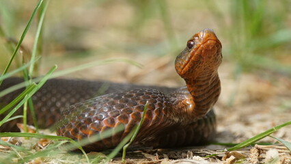Young Vipera berus, the common European adder or common European viper, captured in Oka state reserve, Russia