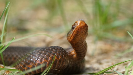 Young Vipera berus, the common European adder or common European viper, captured in Oka state...