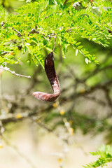 Naklejka premium Dried long brown seed pods of acacia mearnsii Black wattle, fast-growing bean tree with fragrant pale yellow flowers, is habitat for birds. Selective focus on pod. Beautiful summer background
