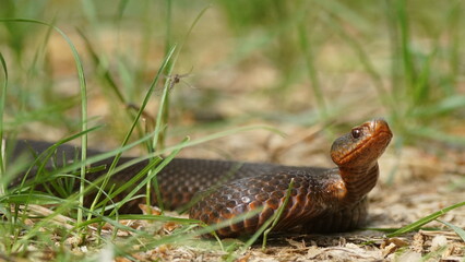 Young Vipera berus, the common European adder or common European viper, captured in Oka state...