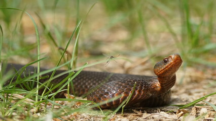 Obraz premium Young Vipera berus, the common European adder or common European viper, captured in Oka state reserve, Russia