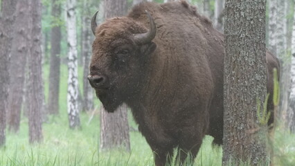 Fototapeta premium European bison (Bison bonasus), also known as the wisent, the zubr, or the European wood bison, captured in Oka Nature Reserve, Russia