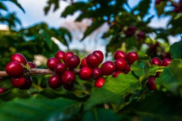 Green Coffee