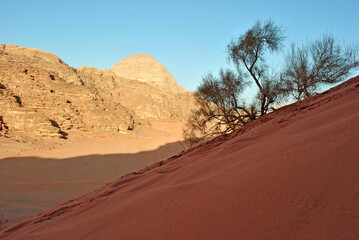 Fototapeta na wymiar Desert vegetation on the sand dune in Wadi Rum