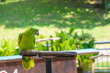 Green parrot on the perch. Birds in a city park