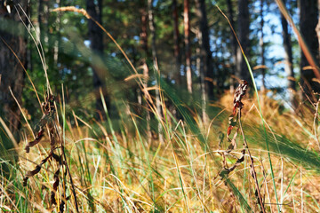 forest on a bright day - beautiful autumn landscape and wildlife