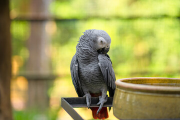 Fototapeta premium A gray parrot redtail jako cleans feathers near a feeding trough. Psittacus erithacus