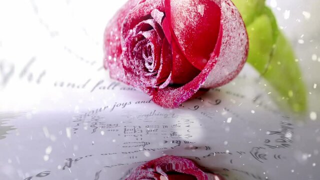 Snowing on Red rose reflecting in the water