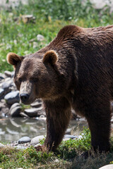 Obraz na płótnie Canvas Montana Grizzly Bear