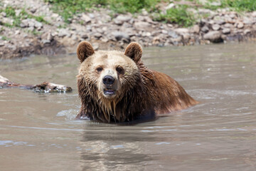 Old Grizzly Bear in a Pond