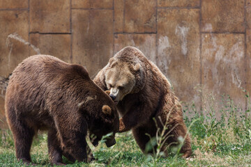 Grizzly Bear Conversation