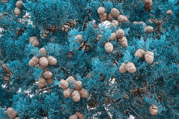 Branches of Cypress tree with foliage and cones. Blue background, surreal