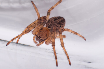 Spider in a glass jar, macro photography