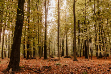 Obraz premium Beech forest in fall colors
