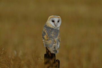 Beautiful wild barn owl portrait