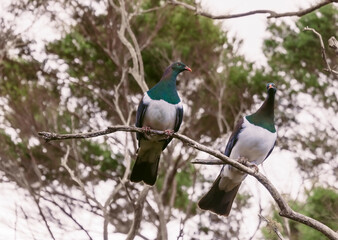 Pair of Wood Pigeons