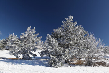 Winter. Beautiful Christmas trees or pine trees in the snow on a blue sky background