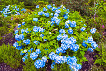 Hortensie Blüte in blau mit grünem Hintergrund