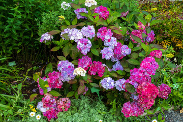 Fototapeta premium Hortensie Blüte in Lila, rosa mit grünem Hintergrund