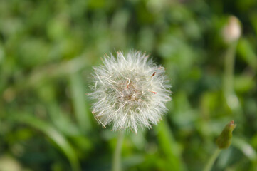 Dandelion flower in a Brazil garden