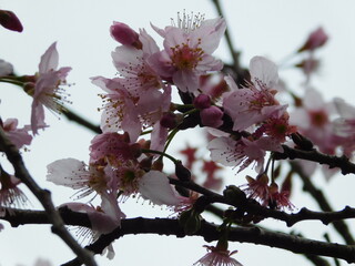naturesa