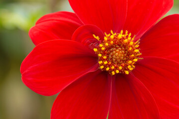 Closeup of beautiful, vibrant red flower in summer
