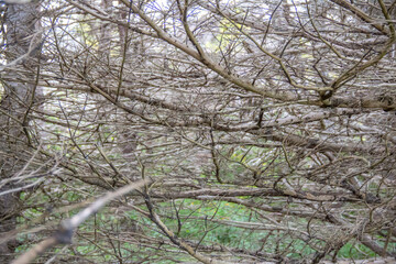 Empty tree branches of a tree in the winter