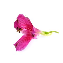 Beautiful pink orchid on a white background